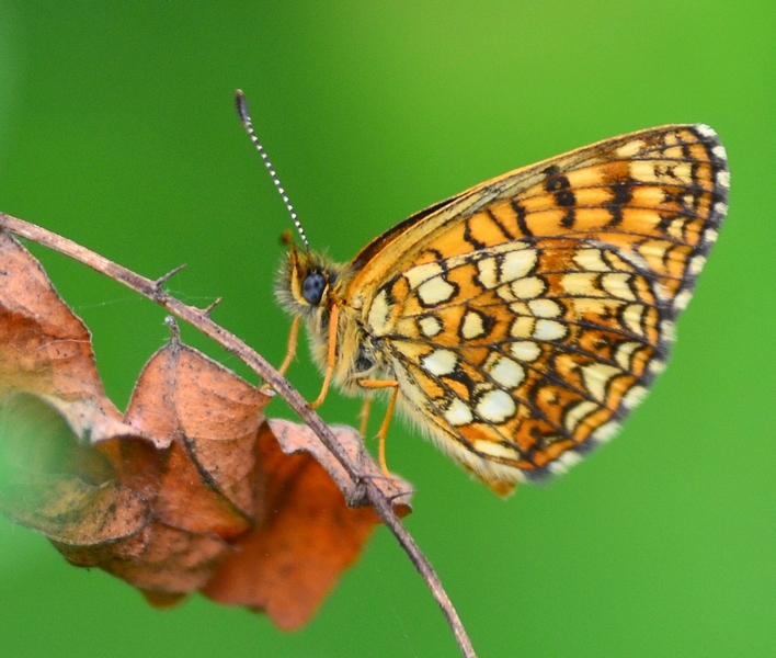Melitaea